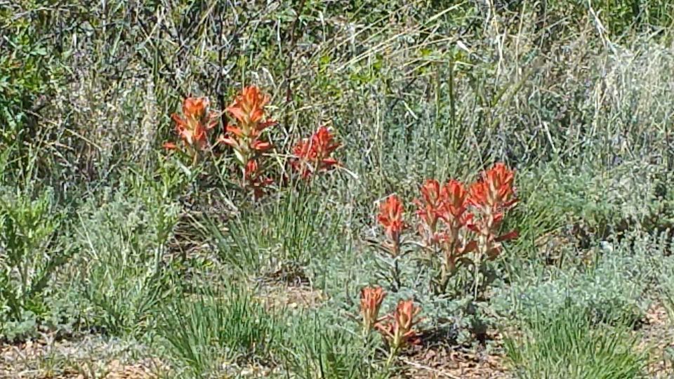 Indian Paint Brush in the wild!