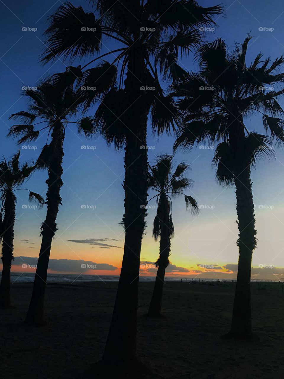 Palms on the beach 