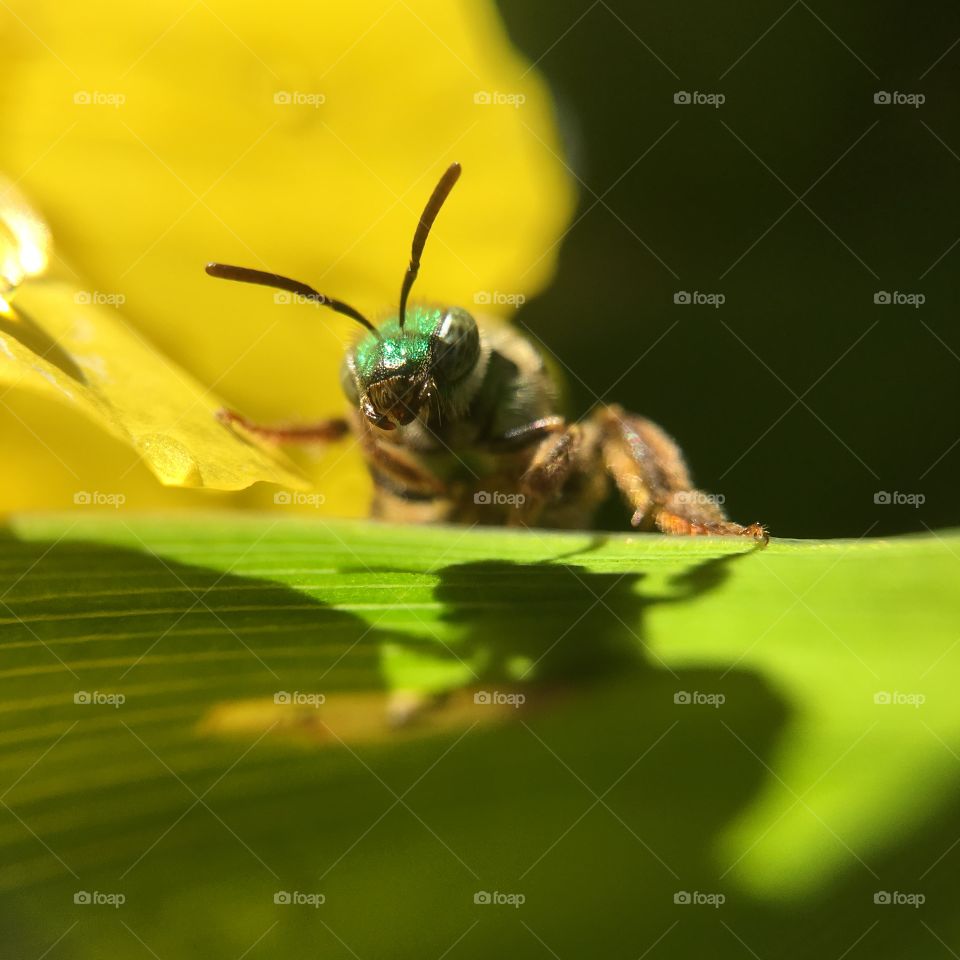 Green-headed bee closeup on leaf with shadow  grooming after a summer rain shower series