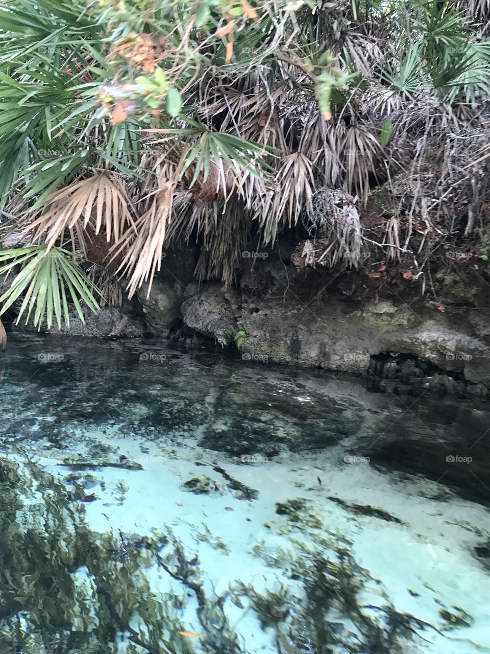 Natural Spring Forest Setting