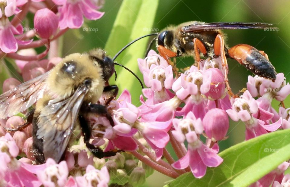 Two bees in same flowers