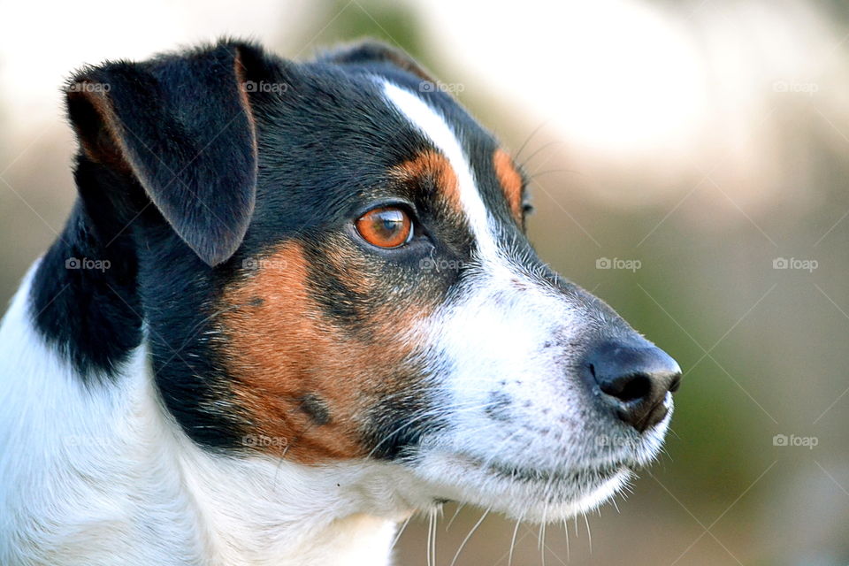 Close-up of dog