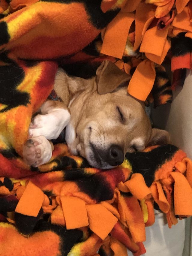 Passed Out Pup