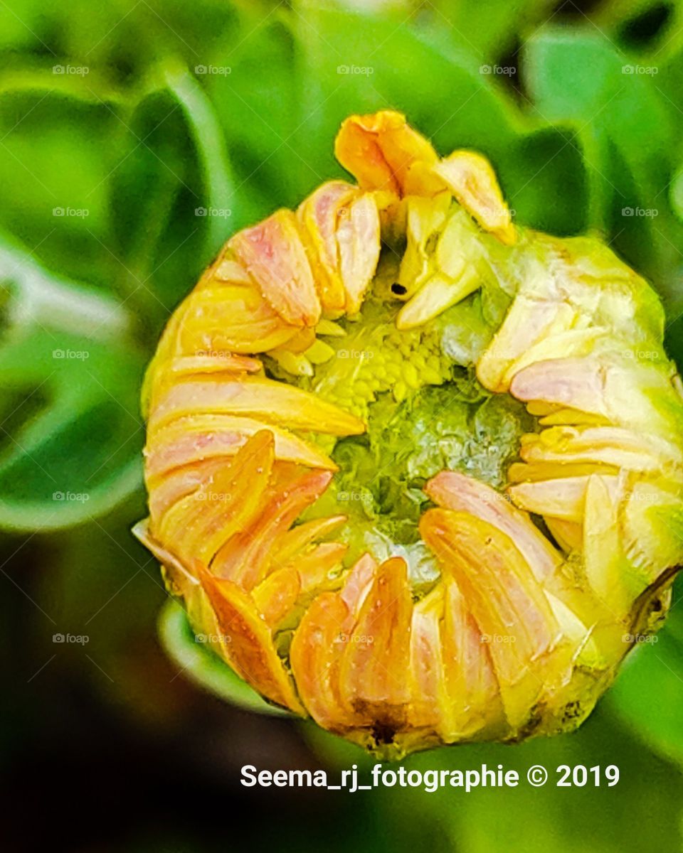 fresh Ready-to-bloom yellow bud