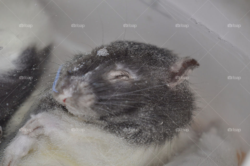 Rat in bath