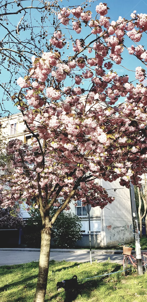sakura tree
