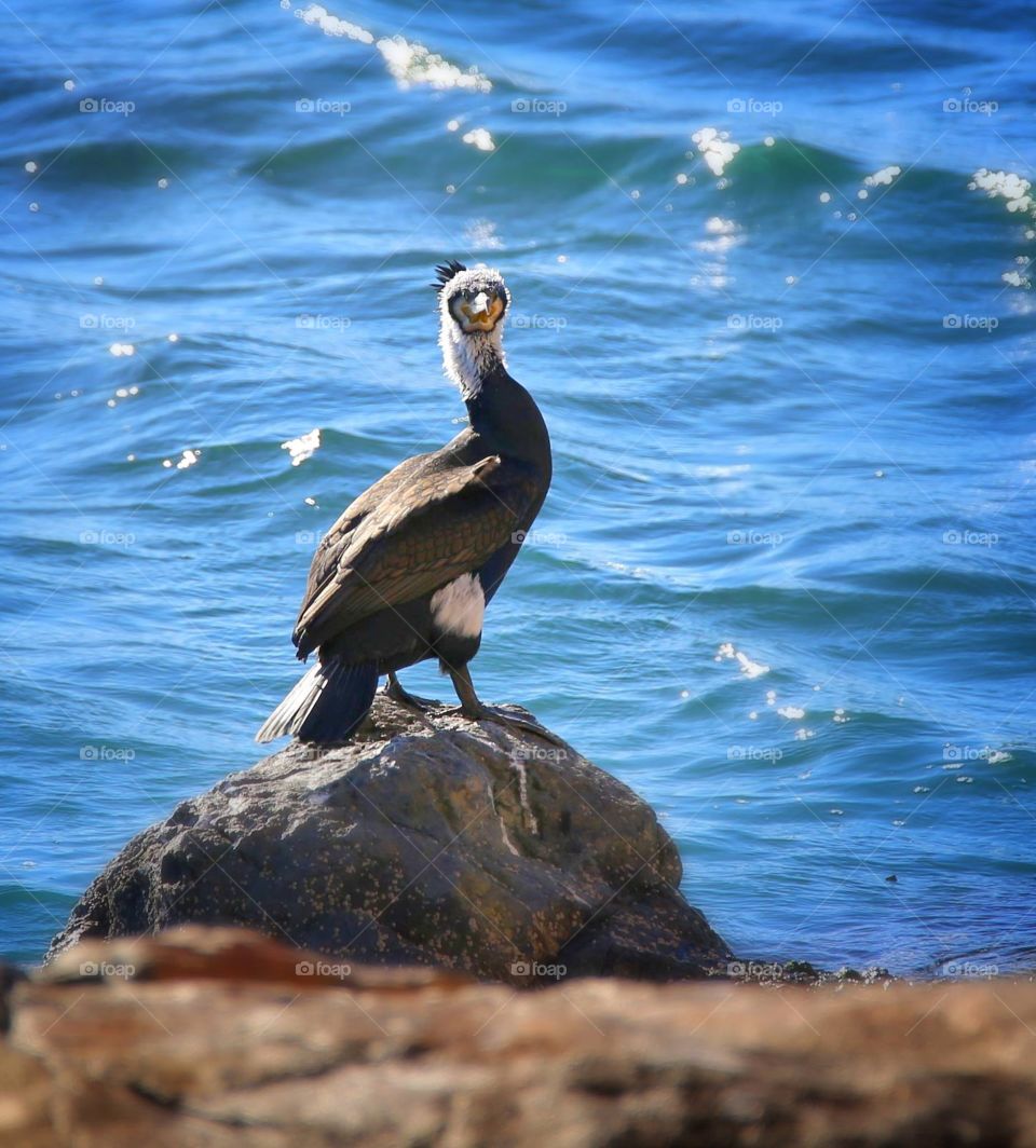 Bird perching on rock at seashore