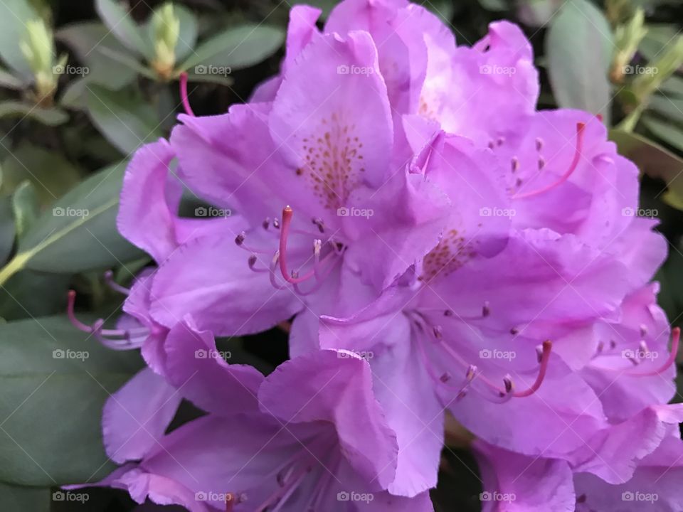 Rhododendrons 