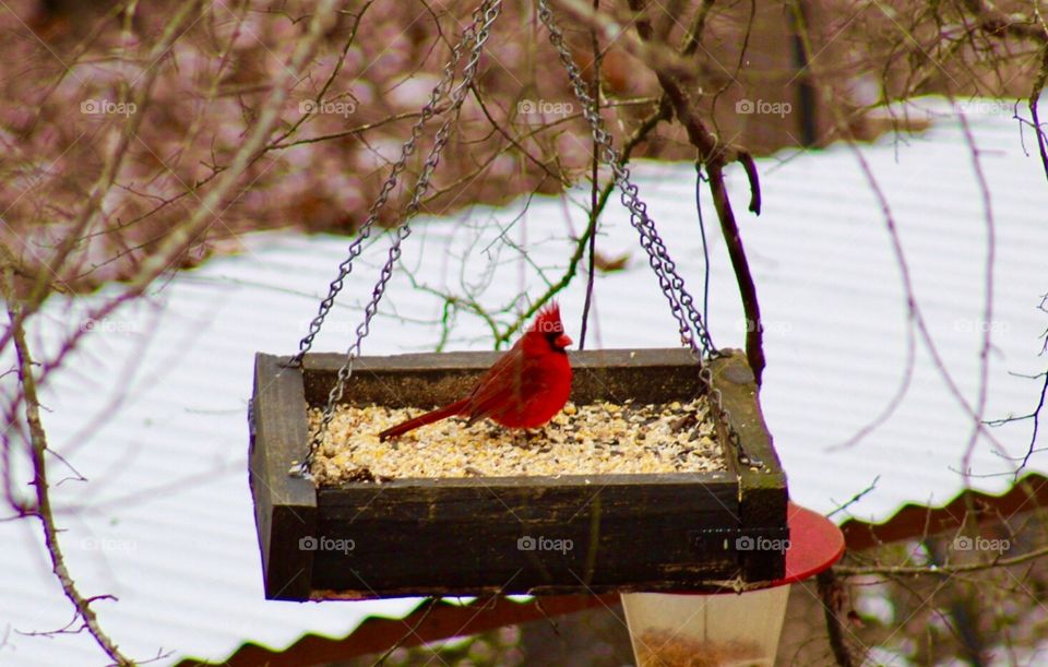 Hungry Cardinals 