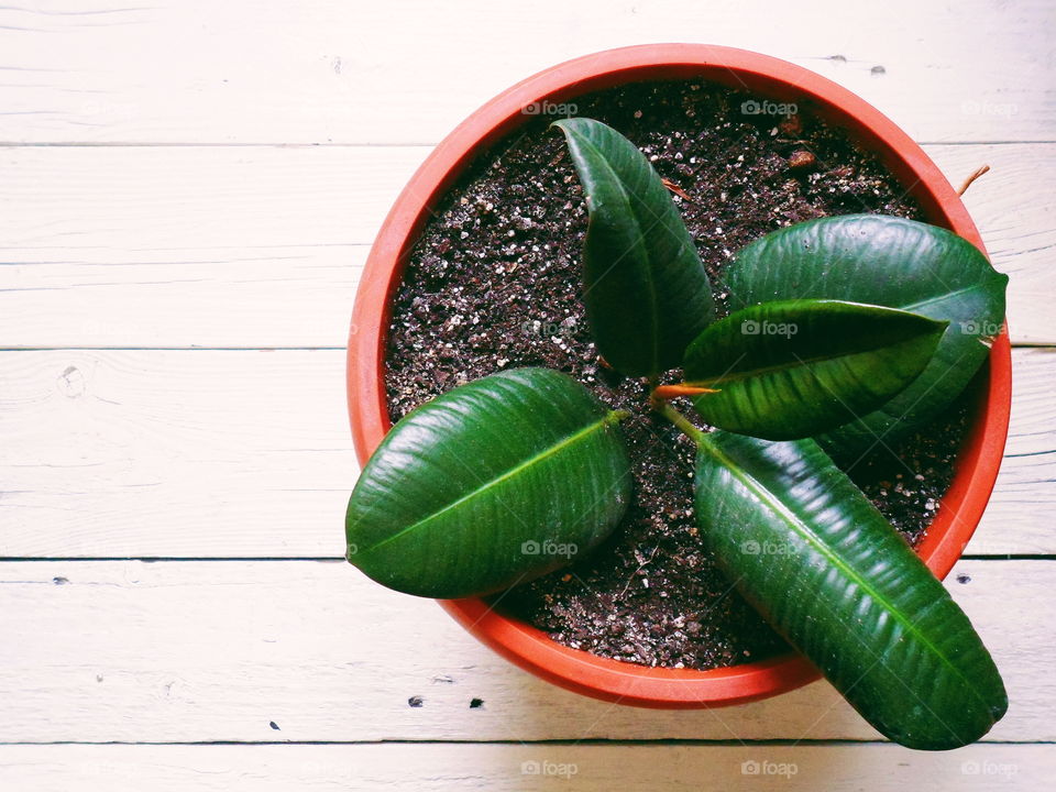 ficus plant brings joy