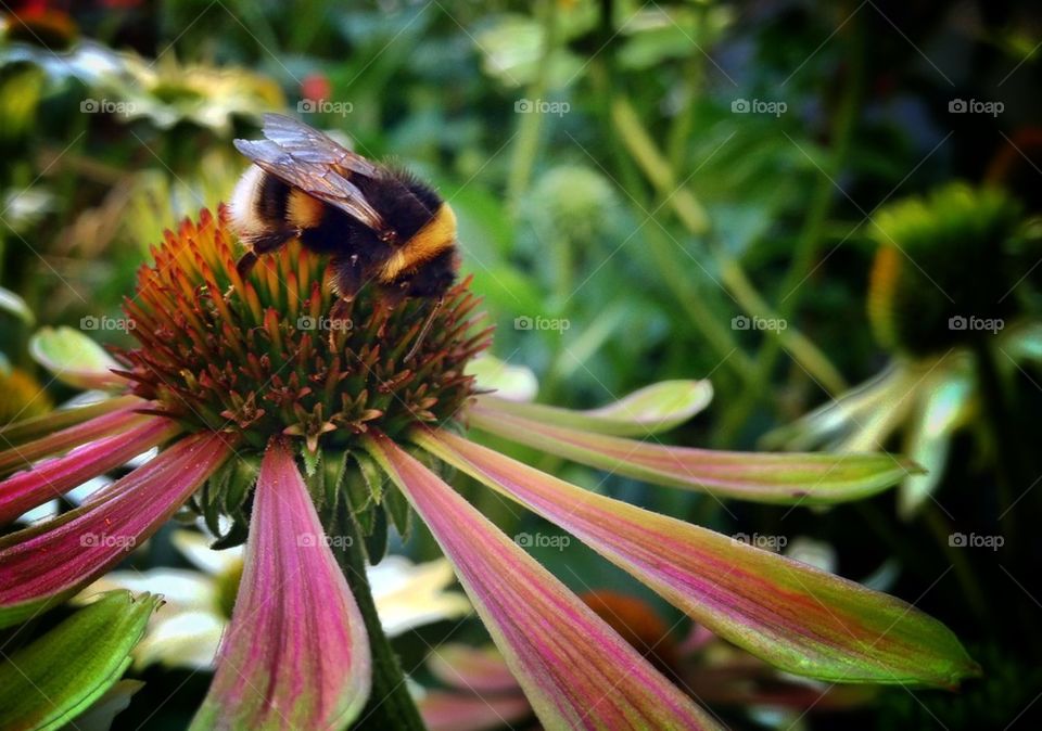 Bumblebee on a flower
