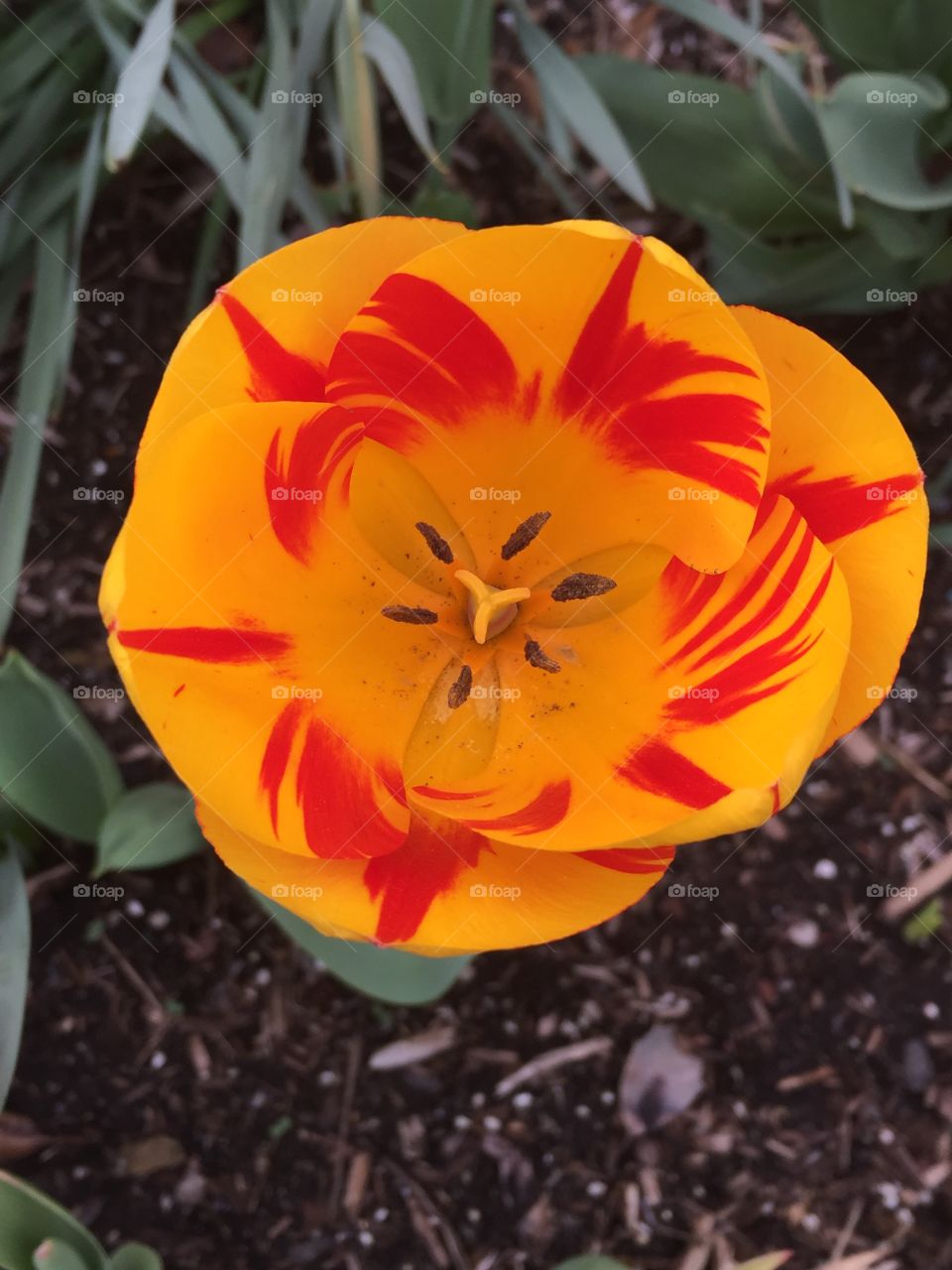 Red tulip