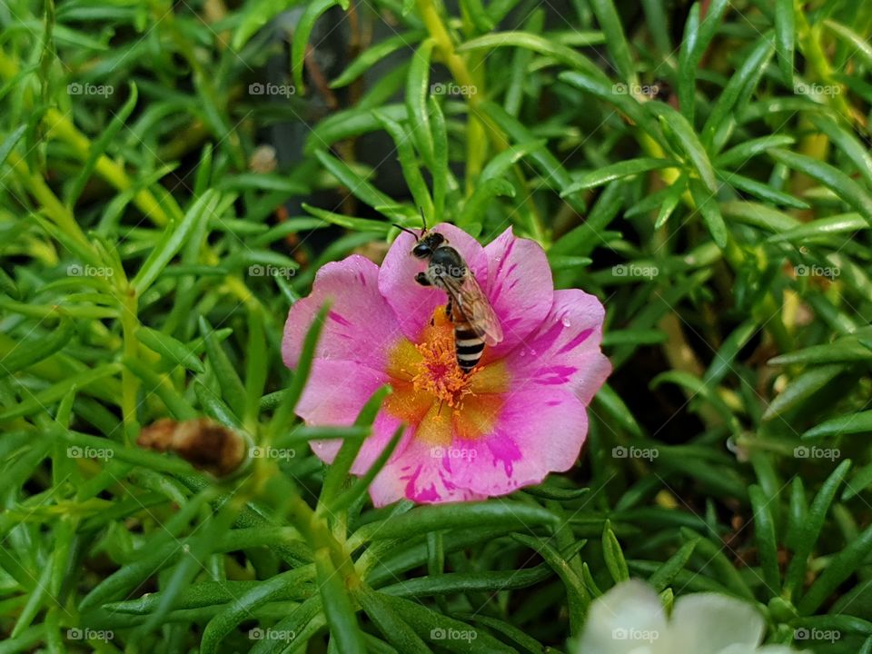  Portulaca Grandiflora or Moss-rose