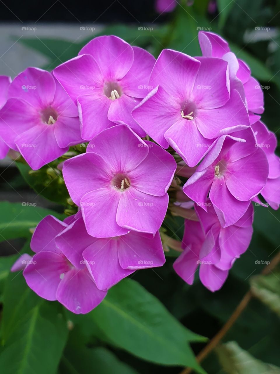 bright pink flowers closeup