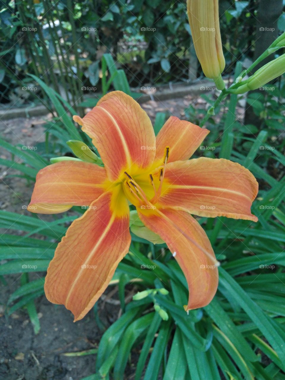 a closeup pic of a colorful dwarf daylily in bloom in a garden in springtime