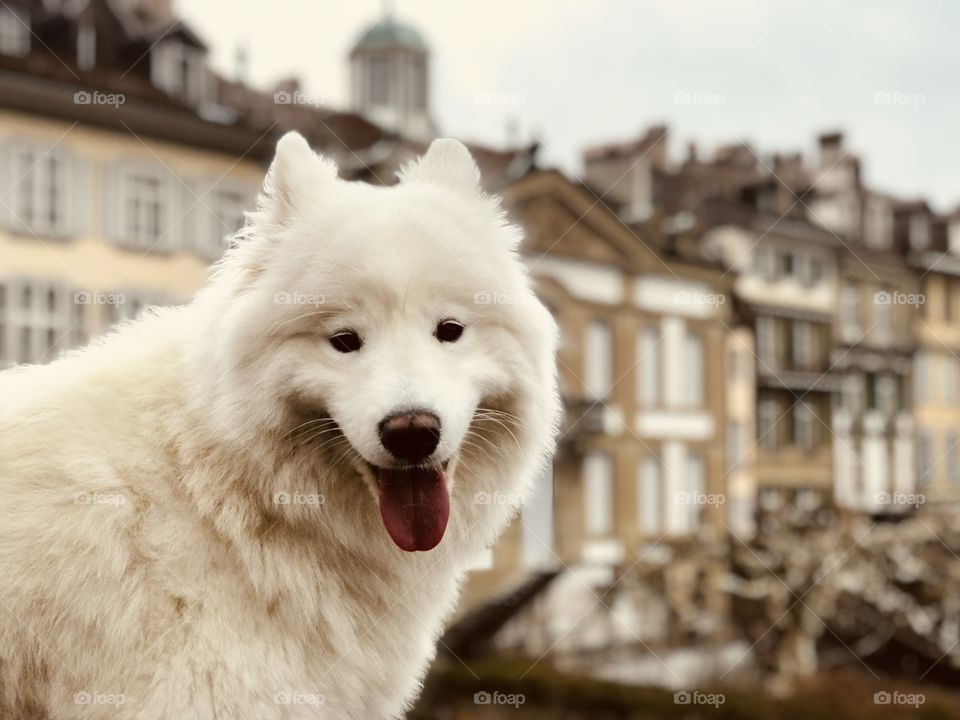 Beautiful dog in Bern