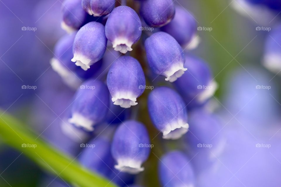 Grape Hyacinth 3