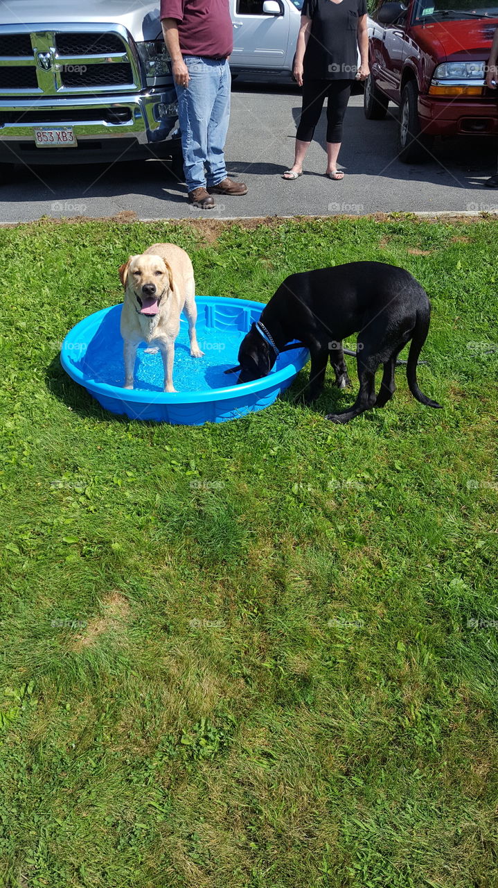 Two Pups in the Pool