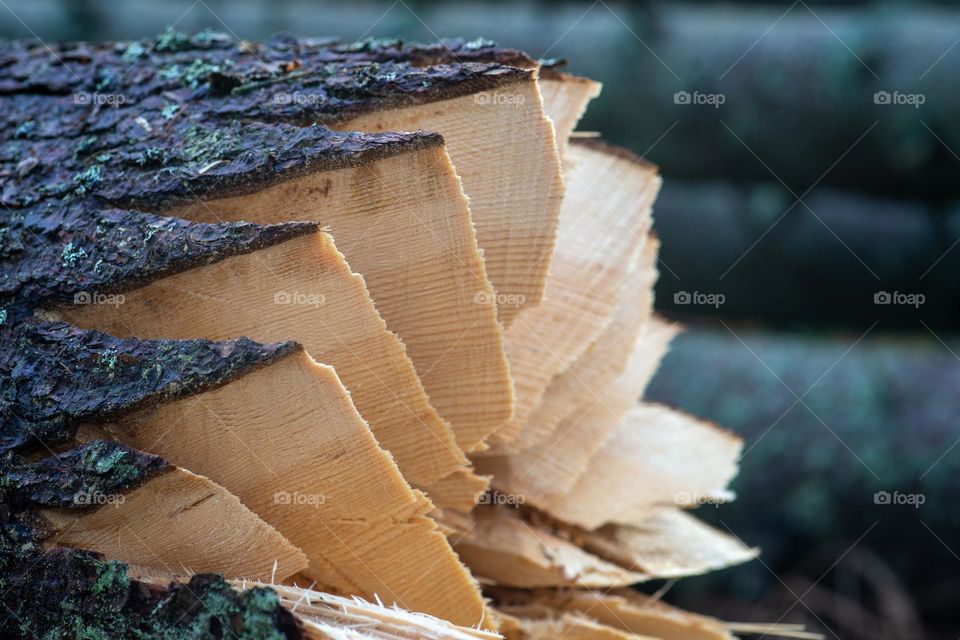 fresh felled tree trunk, wooden slices