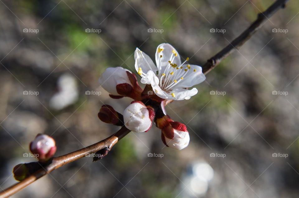 The beauty of spring