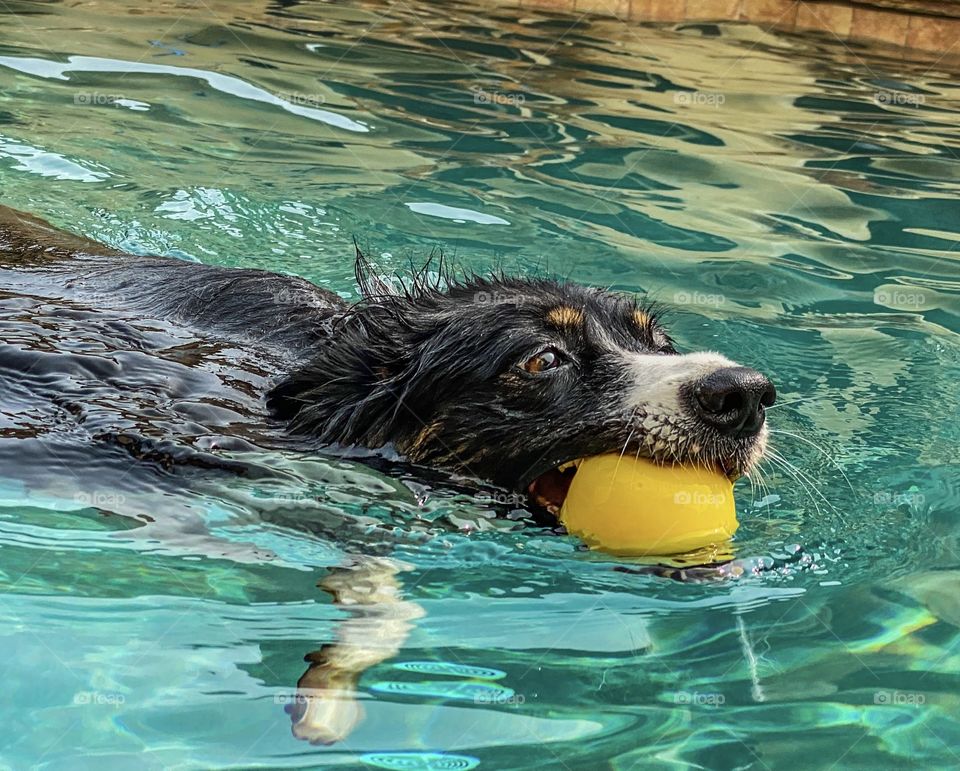 Up-close photo of a dog swimming in a pool with a yellow ball  in her mouth 