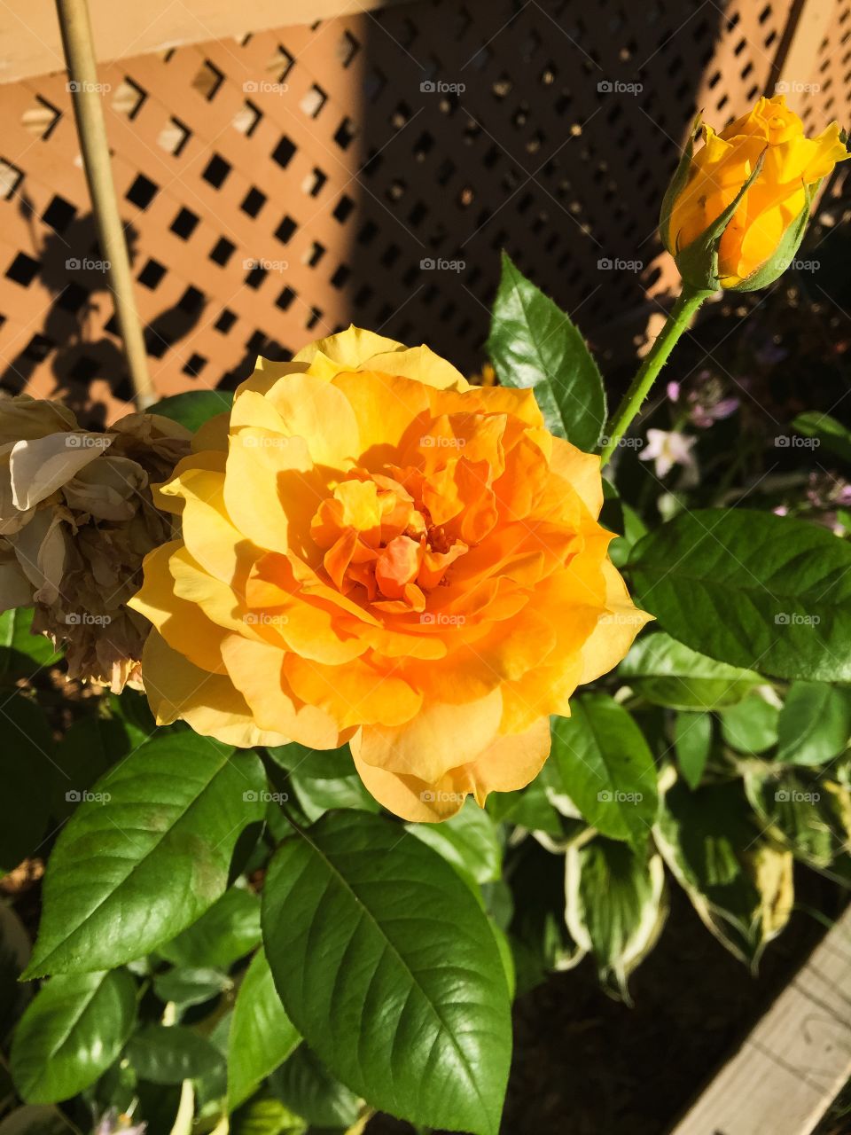 Orange trellis rose