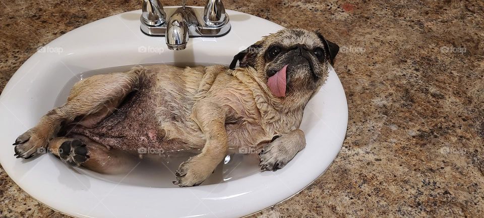 Single Hot Asian MILF seeks true love!  Lucy, the buff colored Pug Dog, is retired.  She enjoys luxury, hot baths, walks on the beach, and long cuddles.  Broke need not inquire.  She can be poor all by herself.