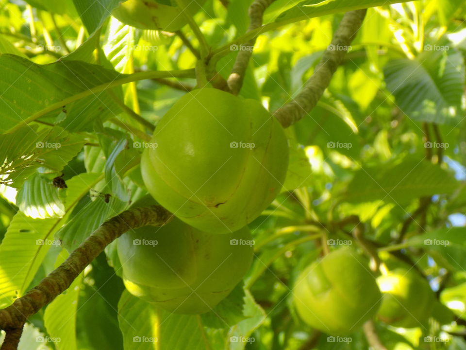 Fruit without a name