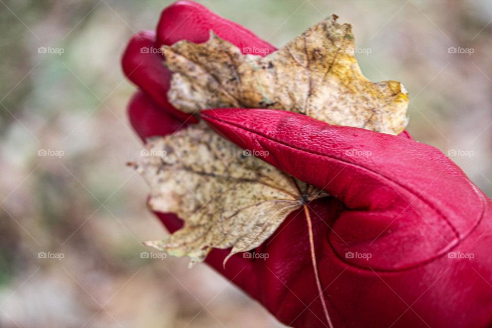 A leaf