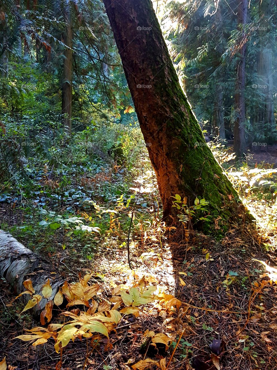 Living In A Fairy Tale,
Of Forest Wilderness 🌳🦋