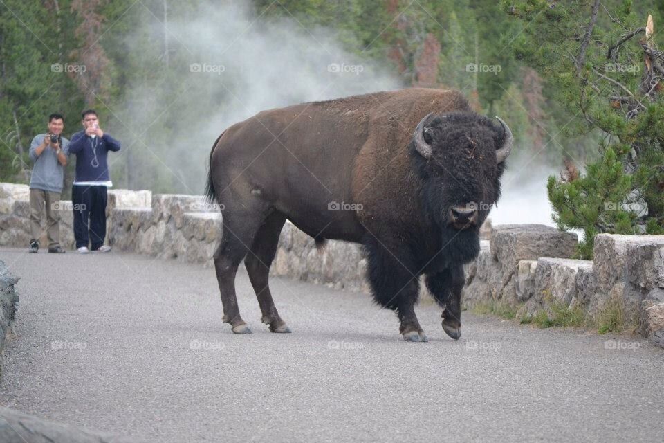 The Bison Standoff!!