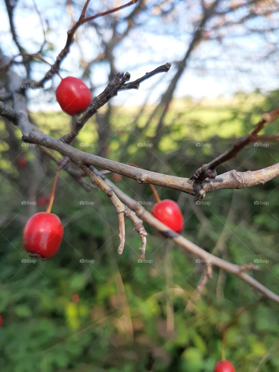 red berries on twig