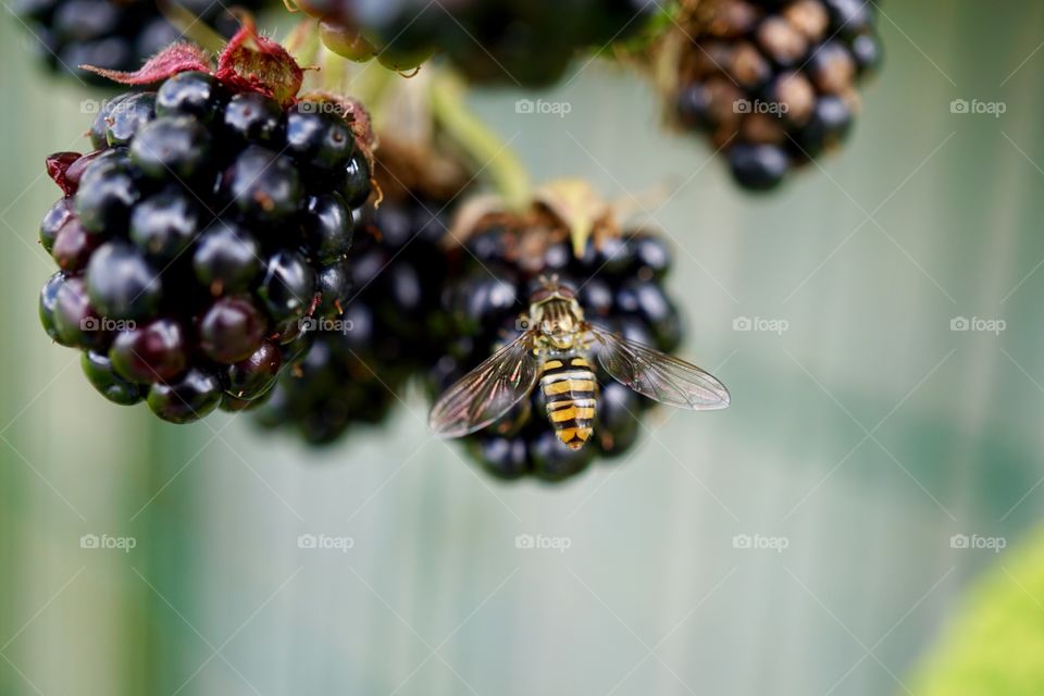 Last of the blackberries enjoyed by a wasp ...