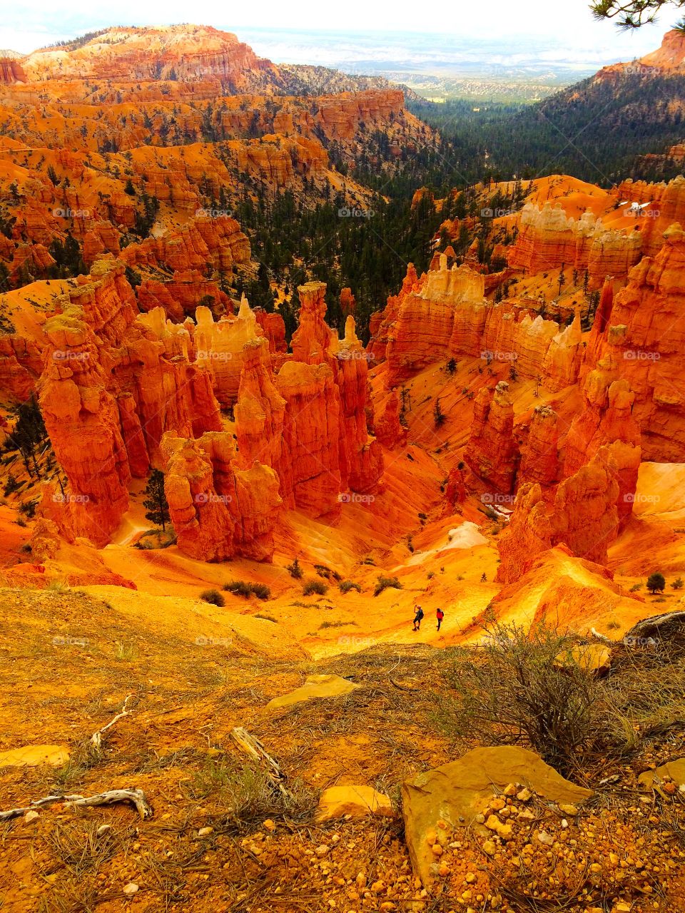 Cliffs with attitude . Zion national park