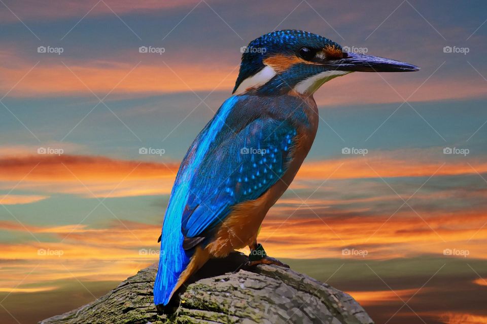 Beautiful blue bird