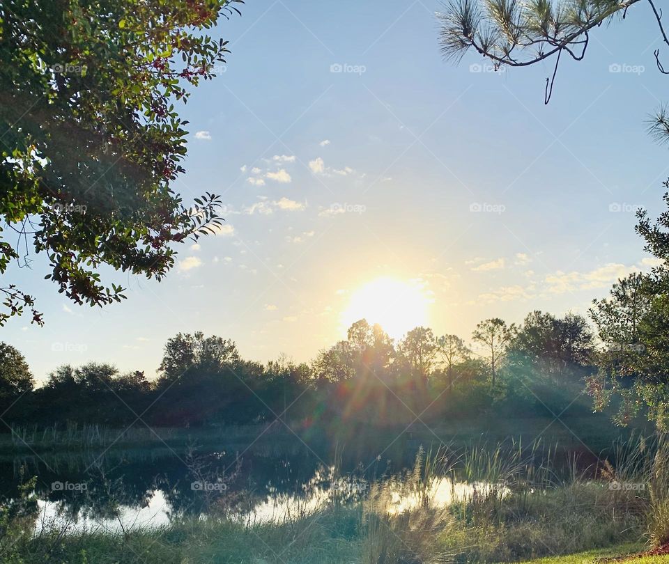 Sunny pond