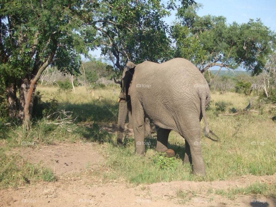 Elephant walking . Safari at Kruger in South Africa 