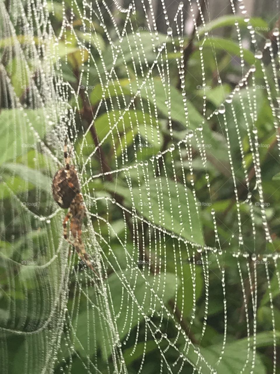 A spider taking care of his web in the pouring rain