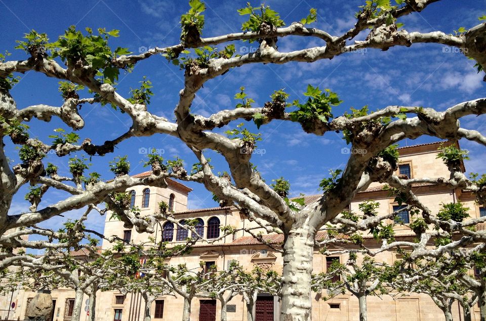 joined trees with the brunches and a palace at the background