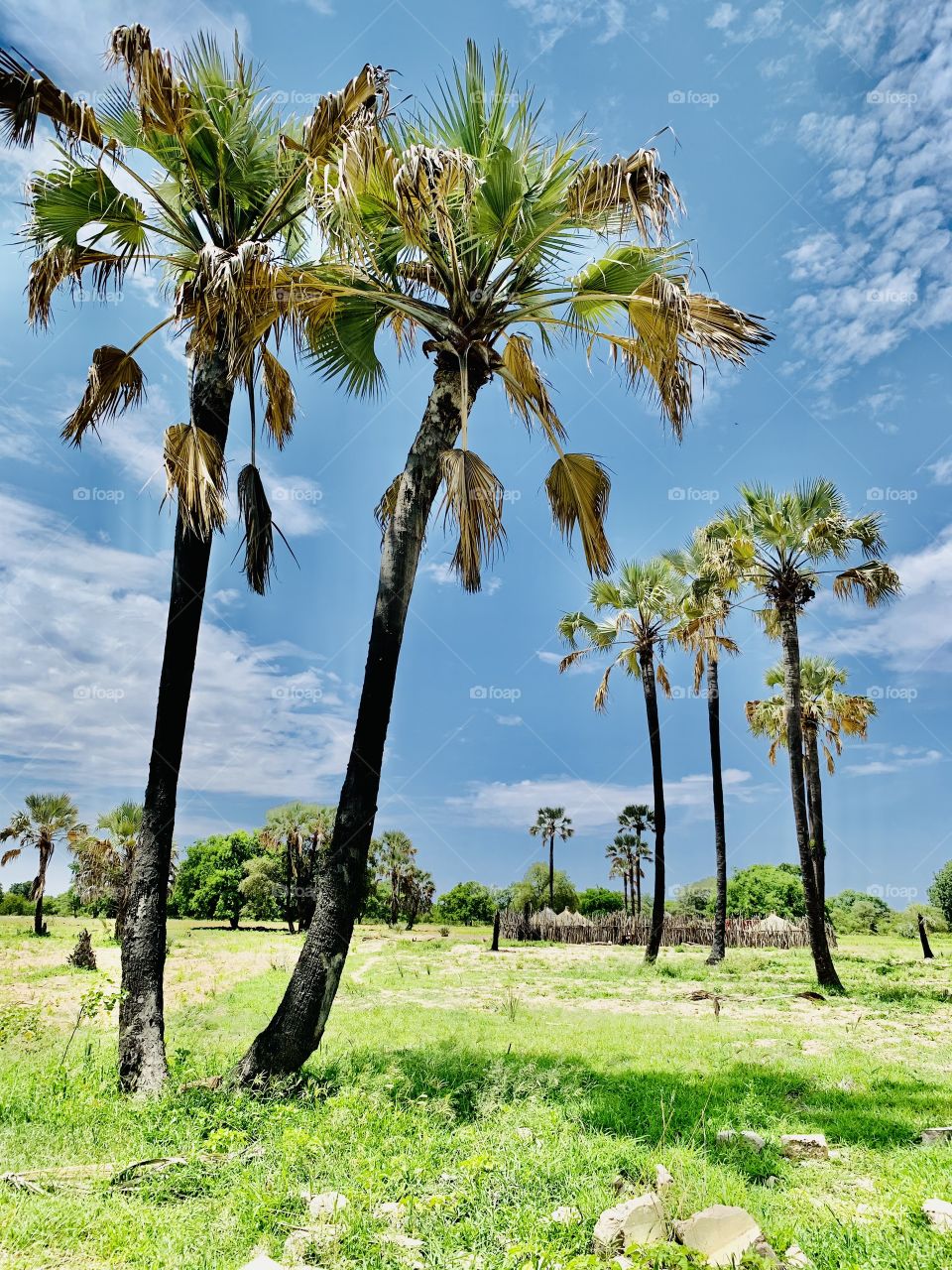 Another one, a good view of the beautiful, tall and giant palm trees with out dry grass thatched huts home.