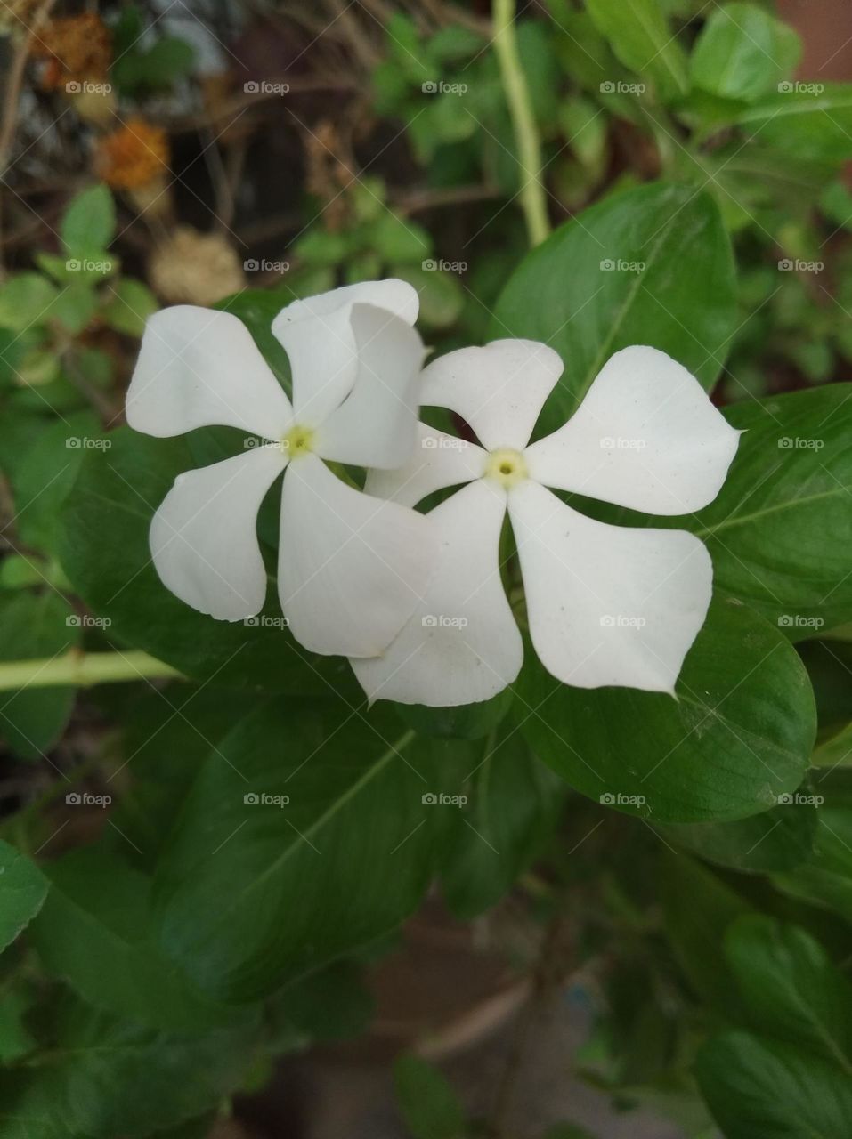 periwinkle white flower looks very beautiful generally found everywhere fresh seasonal