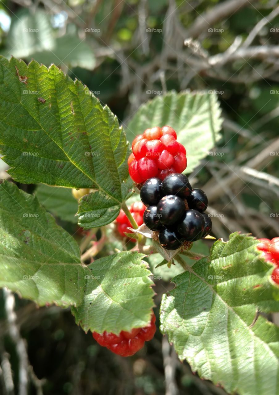 blackberry