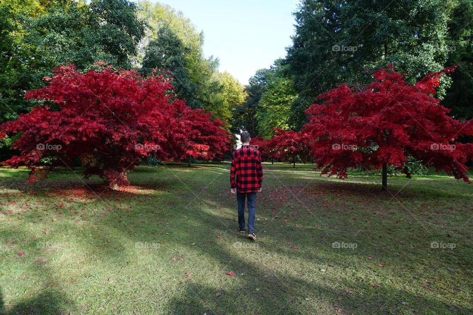 Autumnal Red 