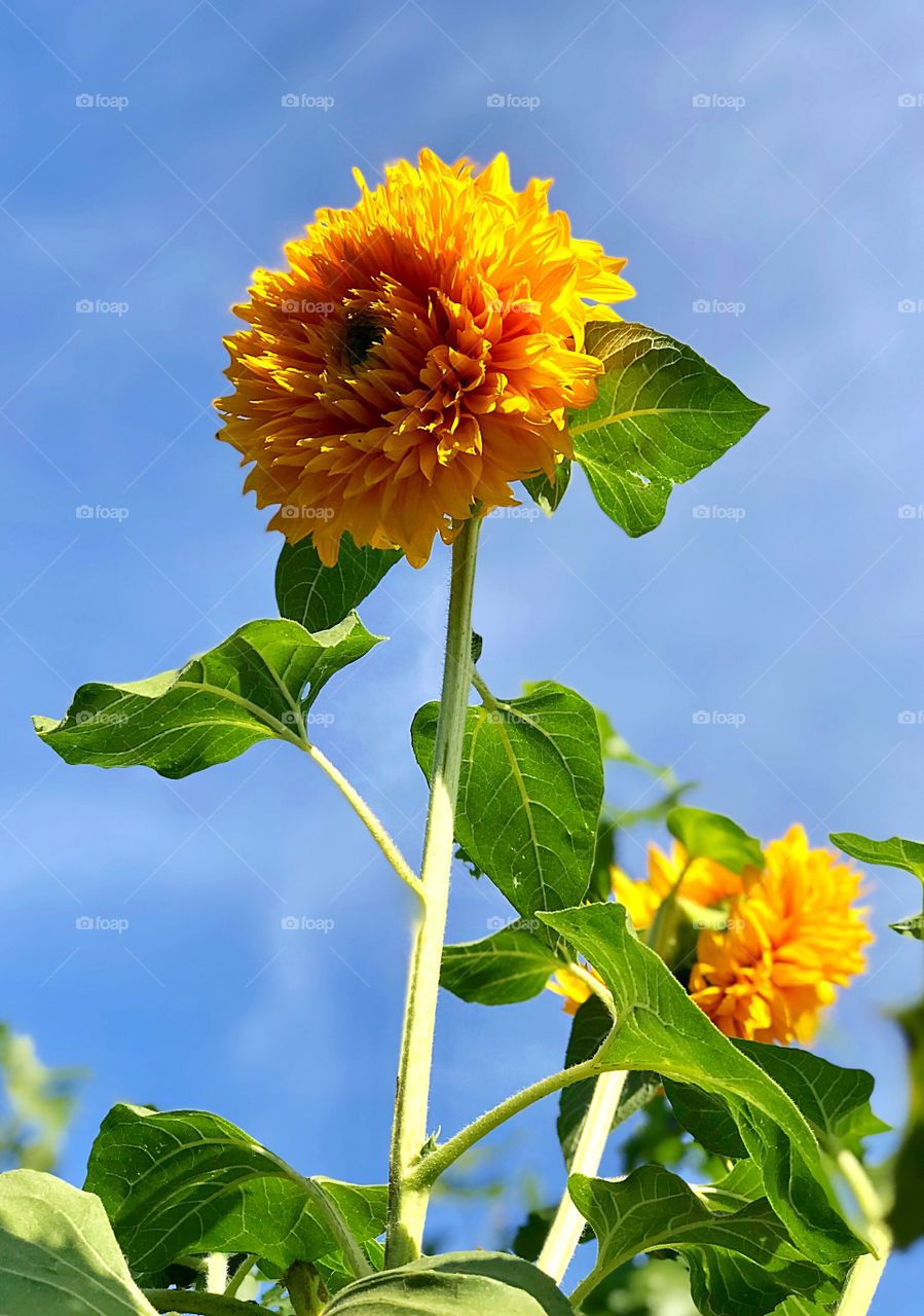 Sunflower 