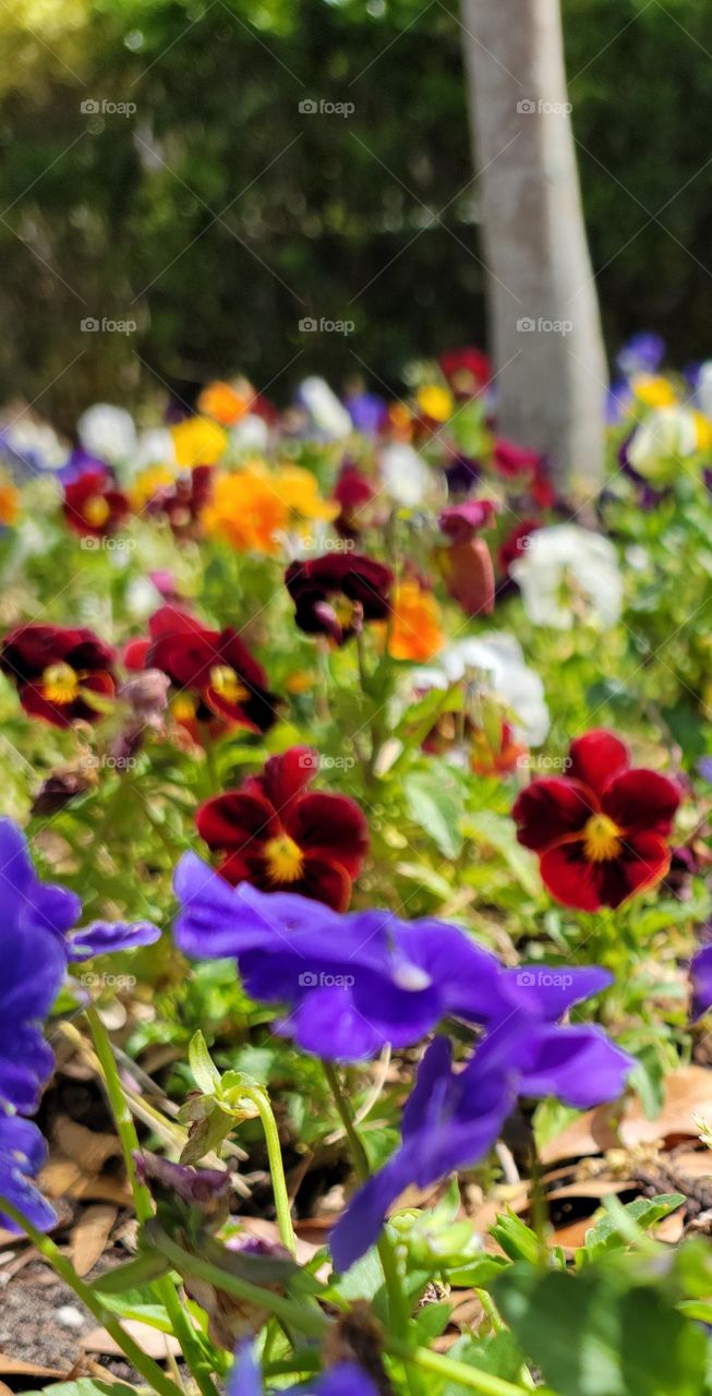 colors of spring! flowers in full color