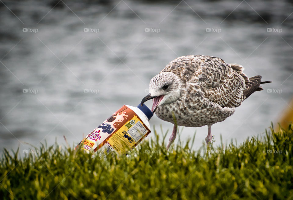 Seagull drinking milk