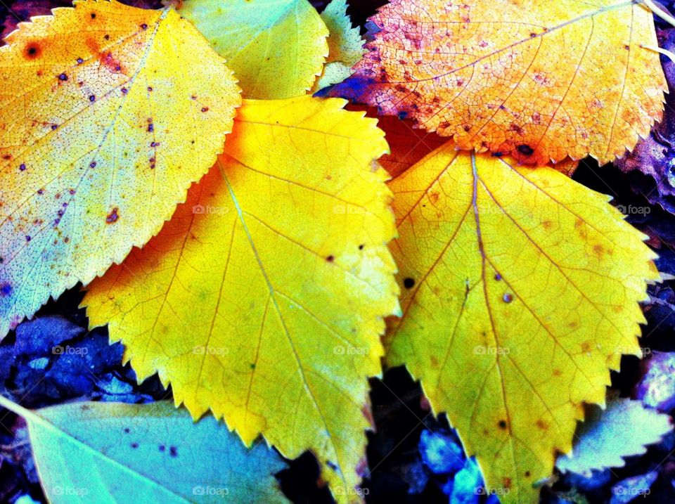 Yellow birch leaves on the ground in fall.