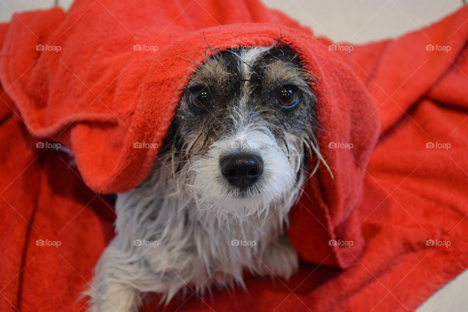 Wet dog wearing towel on head