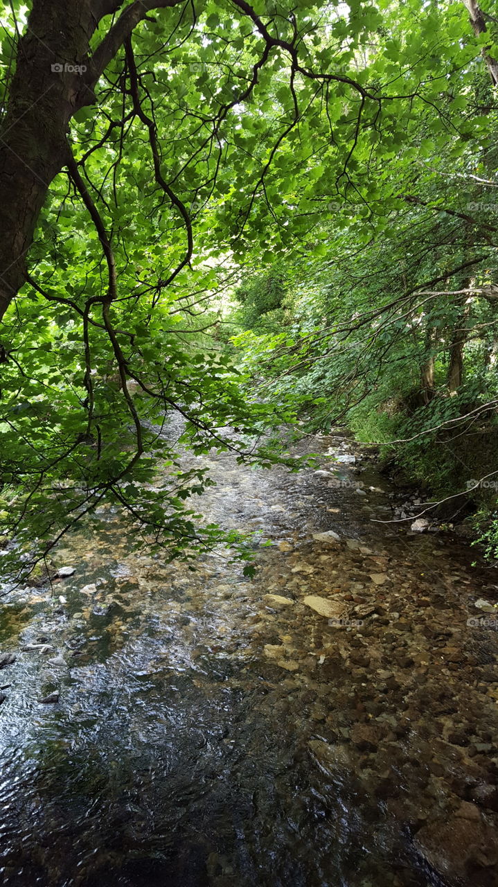 River in woodland, The Lake District, UK