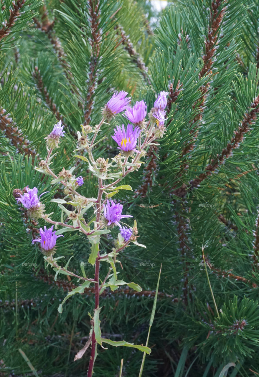 Pine tree with flowering thistle 